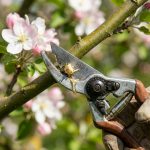 Як правильно обрізати дерева весною