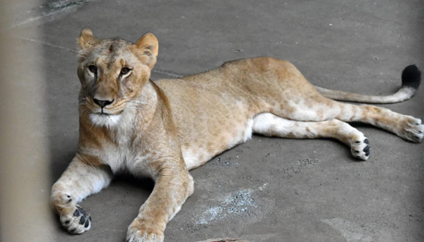Левиця зоопарку «Тама», яка загинула на тлі сильної спеки в Японії